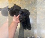 Small Photo #6 F2 Aussiedoodle Puppy For Sale in BUSH, LA, USA
