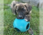 Small #8 Great Dane Mix