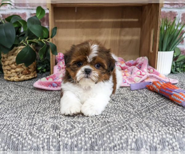 Medium Photo #4 Shih Tzu Puppy For Sale in SYRACUSE, IN, USA