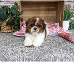 Small #3 Shih Tzu