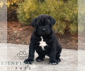 Cane Corso Puppy for sale in LANCASTER, PA, USA