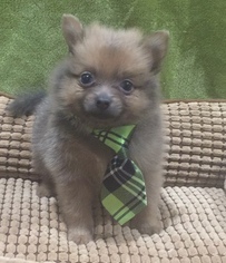 Pomeranian Puppy for sale in BRANDON, MS, USA