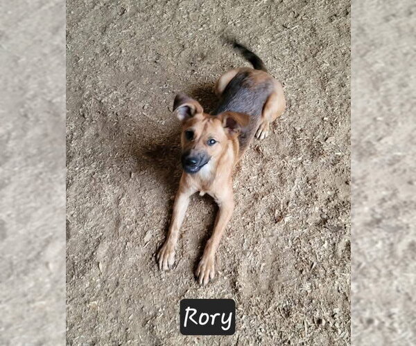 Medium Photo #2 Mutt Puppy For Sale in Granbury, TX, USA