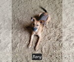 Small #1 Mutt