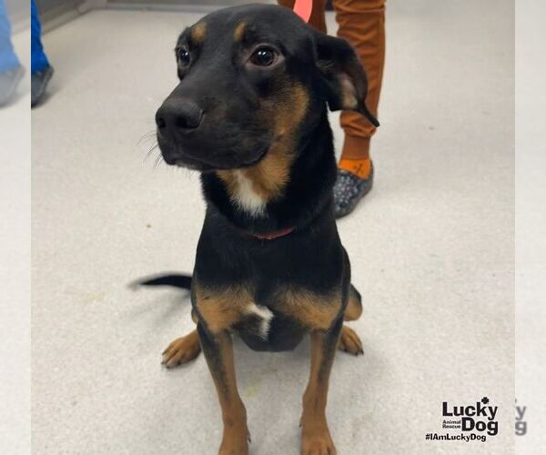 Medium Photo #1 Black and Tan Coonhound-Unknown Mix Puppy For Sale in Washington, DC, USA