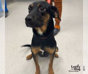 Black and Tan Coonhound-Unknown Mix Dogs for adoption in Washington, DC, USA