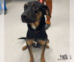 Wallace - Male Black and Tan Coonhound-Unknown Mix Dog for Adoption - Small photo
