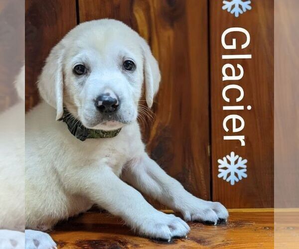Medium Photo #1 Labrador Retriever Puppy For Sale in LINDEN, TN, USA