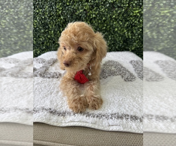 Medium Photo #5 Poodle (Toy) Puppy For Sale in NAPLES, FL, USA