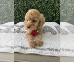 Small #4 Poodle (Toy)