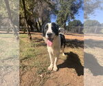 Small #6 Australian Shepherd-English Springer Spaniel Mix