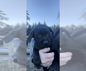 Labrador Retriever Puppy for sale in OAK HARBOR, WA, USA