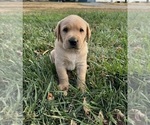 Puppy Raider Labrador Retriever