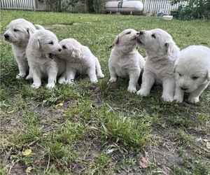 Great Pyrenees Puppy for sale in STOKES, NC, USA