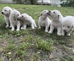 Small Great Pyrenees