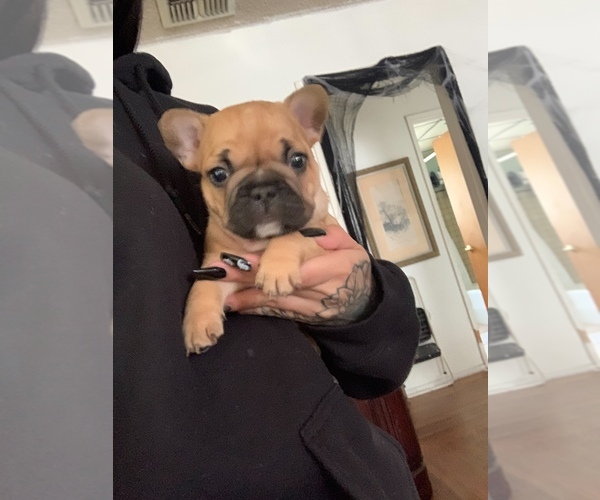 Medium Photo #1 French Bulldog Puppy For Sale in LAKEWOOD, CA, USA