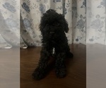 Small #18 Cockapoo