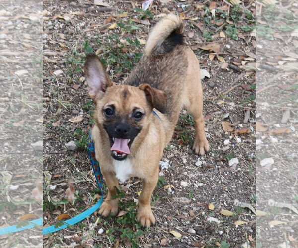 Medium Photo #3 Chug Puppy For Sale in Bandera, TX, USA