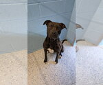 ONYX #2 - Male Mutt Dog for Adoption - Small photo