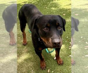 Rottweiler Dogs for adoption in Palmetto, FL, USA
