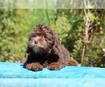 Small #11 ShihPoo