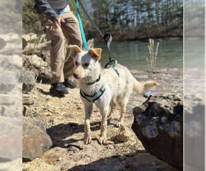 Mutt Dogs for adoption in Westwood, NJ, USA