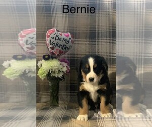 Bernese Mountain Dog Puppy for sale in FREDERICKSBG, OH, USA
