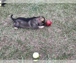 Small Photo #19 German Shepherd Dog Puppy For Sale in ZEPHYRHILLS, FL, USA