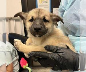 German Shepherd Dog Dogs for adoption in Stockton, CA, USA
