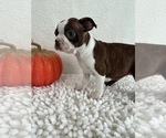 Small Photo #3 Boston Terrier Puppy For Sale in MARTINSVILLE, IN, USA