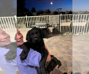 Goldendoodle-Rottweiler Mix Puppy for sale in GILBERT, AZ, USA