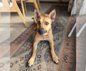 Feist Terrier Mix Dog for Adoption in Brooklyn Center, Minnesota USA