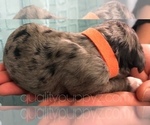 Small Photo #5 Springerdoodle Puppy For Sale in ANZA, CA, USA