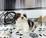 Small Photo #4 ShihPoo Puppy For Sale in FRANKLIN, IN, USA