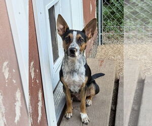 Rat Terrier-Unknown Mix Dogs for adoption in Bolivar, MO, USA