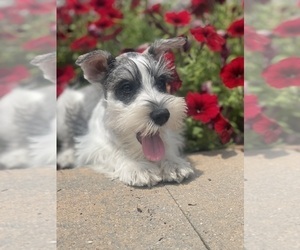 Schnauzer (Miniature) Puppy for sale in CANOGA, NY, USA
