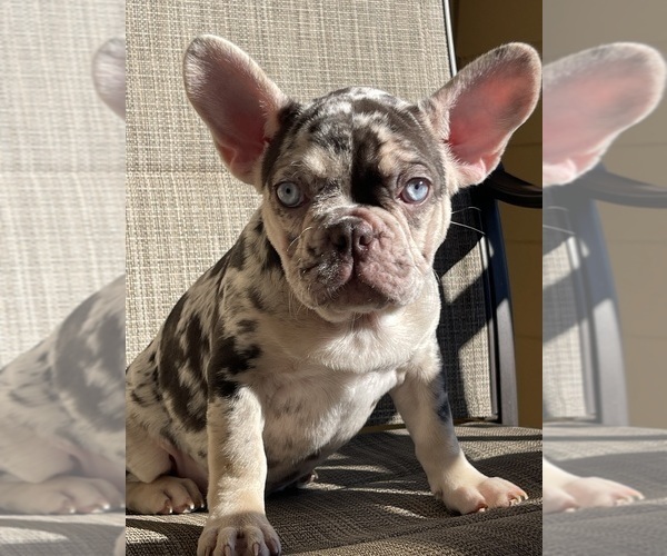 Medium Photo #2 French Bulldog Puppy For Sale in ALPHARETTA, GA, USA