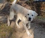 Small Photo #4 Labrador Retriever Puppy For Sale in EL DORADO HILLS, CA, USA