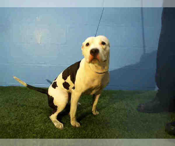 Medium Photo #1 American Pit Bull Terrier Puppy For Sale in Orlando, FL, USA
