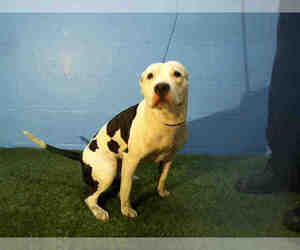 Medium American Pit Bull Terrier