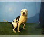 Small American Pit Bull Terrier