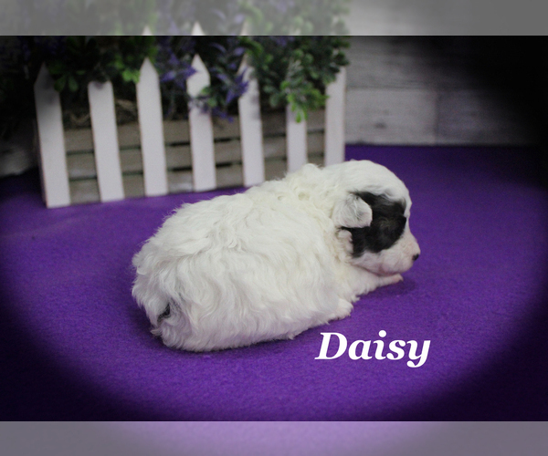 Medium Photo #11 Poodle (Toy) Puppy For Sale in CHANUTE, KS, USA