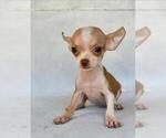 Small #16 Chihuahua