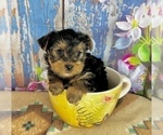 Small #3 Yorkshire Terrier
