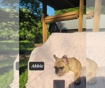Small Photo #17 French Bulldog Puppy For Sale in POMEROY, OH, USA