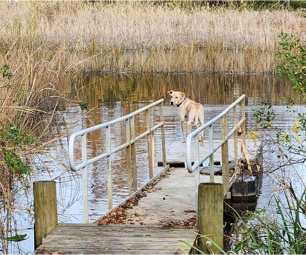 Medium Photo #15 Labrador Retriever-Unknown Mix Puppy For Sale in Mount Pleasant, SC, USA