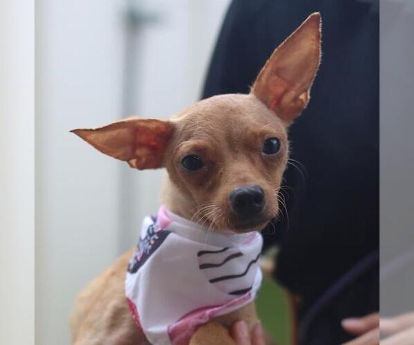 Medium Photo #1 Chihuahua-Unknown Mix Puppy For Sale in San Antonio, TX, USA