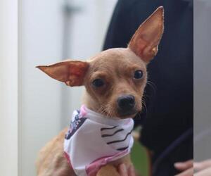 Chihuahua-Unknown Mix Dogs for adoption in San Antonio, TX, USA