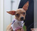 Small Chihuahua Mix