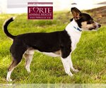 Small Photo #5 Rat Terrier-Toy Fox Terrier Mix Puppy For Sale in Marina del Rey, CA, USA